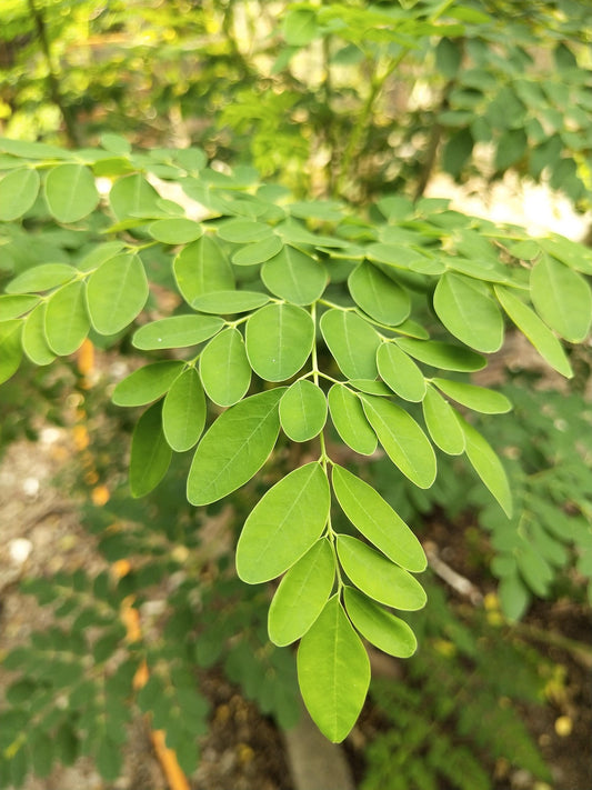 Moringa Powder