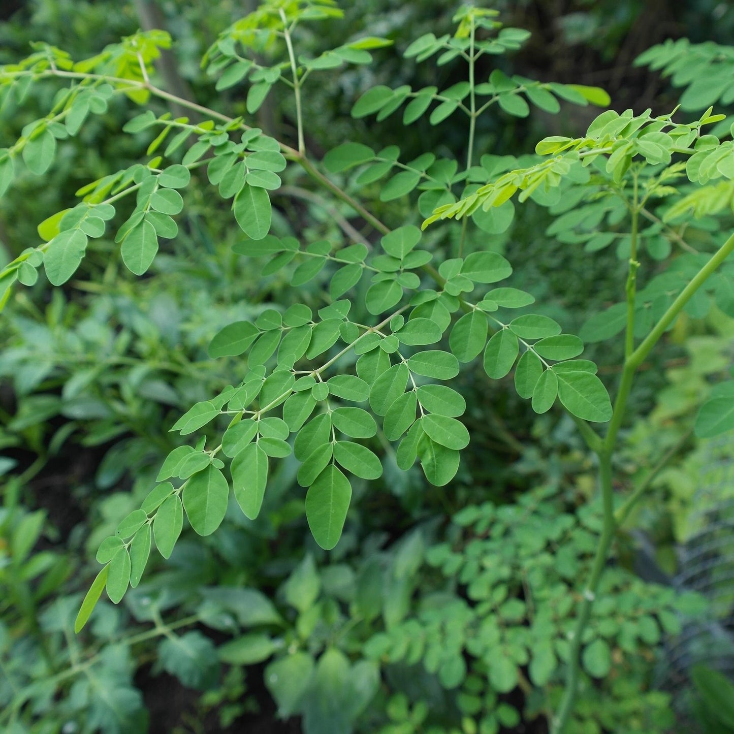 Moringa Powder